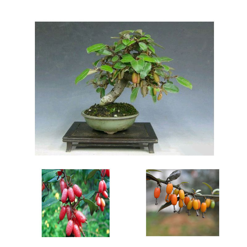 羊奶果苗 庭院观赏植物  园林绿化 盆景盆栽果树