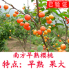 櫻桃苗南方種植當年結果試種水果樹苗盆栽地栽正宗嫁接大櫻桃樹苗