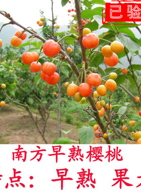 樱桃苗南方种植试种盆栽地栽嫁接