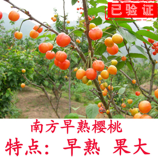 樱桃苗南方种植当年结果试种水果树苗盆栽地栽正宗嫁接大樱桃树苗