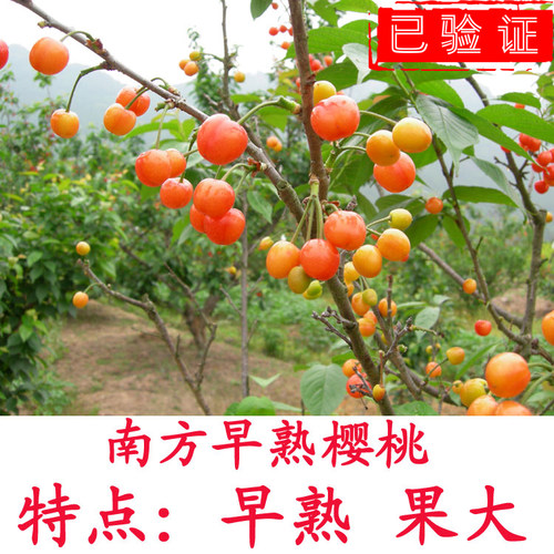 樱桃苗南方种植试种盆栽地栽嫁接