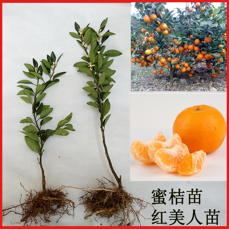 柑橘苗涌泉蜜桔红心红美人柚子