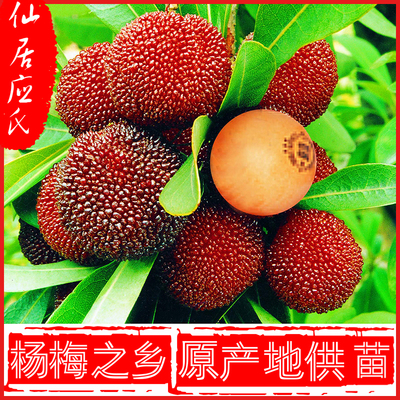 仙居东魁杨梅苗正宗仙居应氏