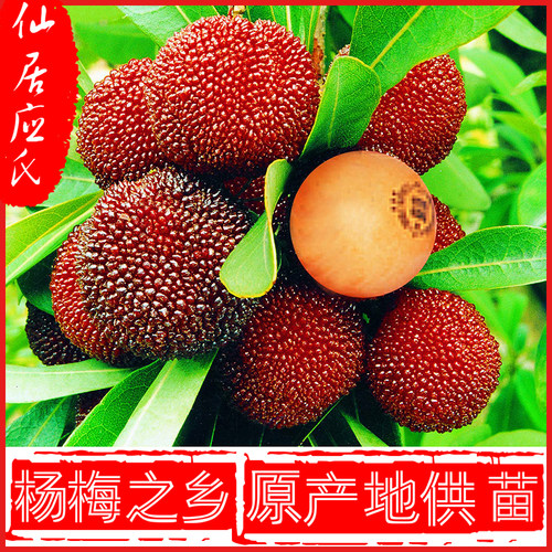 仙居东魁杨梅苗正宗仙居应氏