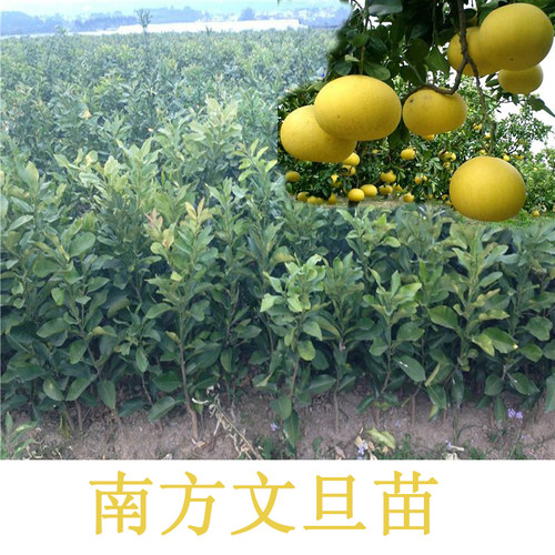 玉环文旦苗场南方庭院浙江树苗