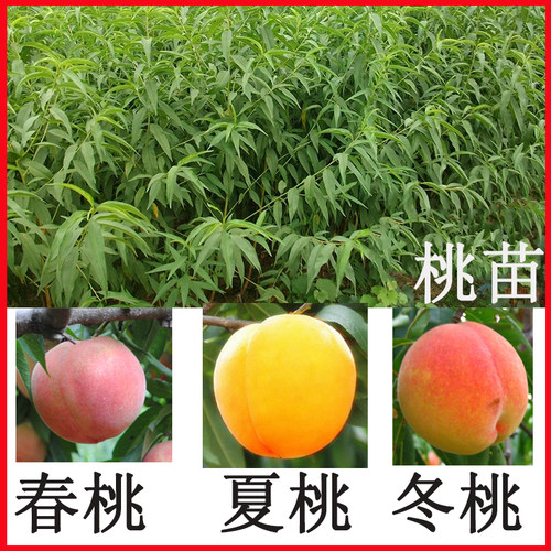 桃树苗特大南方种植锦绣黄桃冬桃