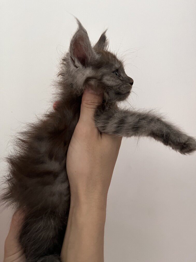 【广州现猫】cfa认证 双血统巨型银虎斑缅因猫幼猫纯种俄罗斯棕虎