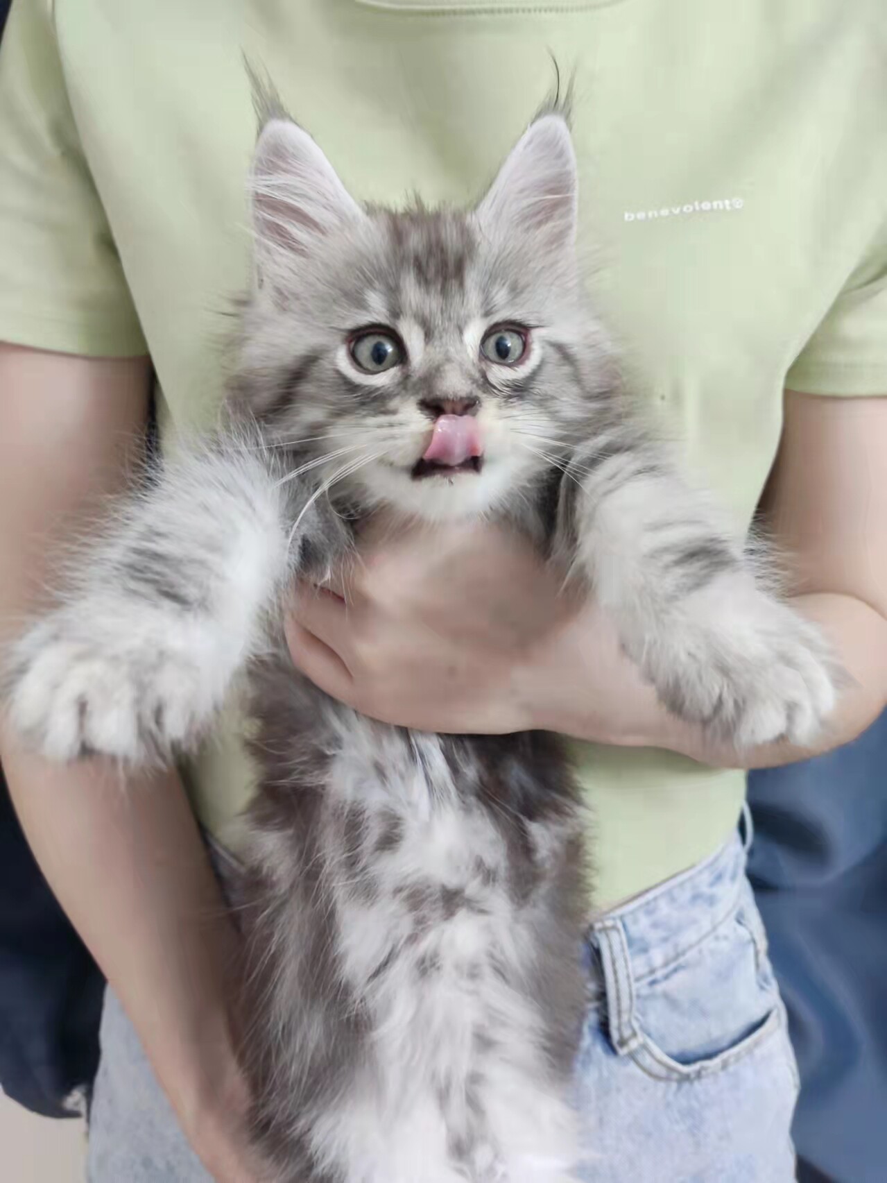 银虎斑缅因猫幼崽纯种缅因猫巨型西伯利亚森林猫长毛宠物猫咪活物