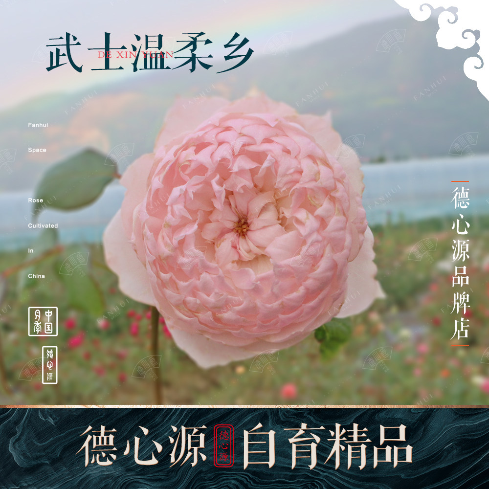 武士温柔乡/德心源自育四季勤花粉色香耐寒耐热抗病月季盆栽花苗