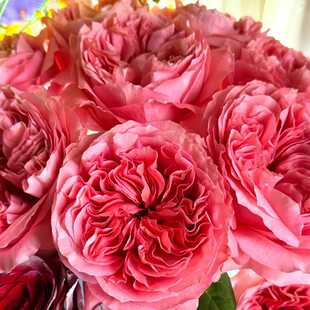 德心源引进 月季糖果印象Candy X-Pression鲑鱼粉色 重瓣抗寒盆栽