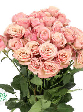 德心源引进 月季 命运 destini 灌木复色 重瓣抗寒盆栽植物