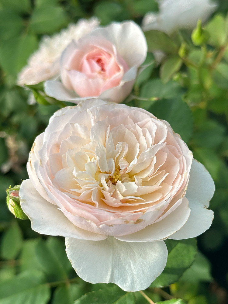 德心源自育 月季忘忧 四季勤花灌木植物花卉粉色包子香味盆栽花苗