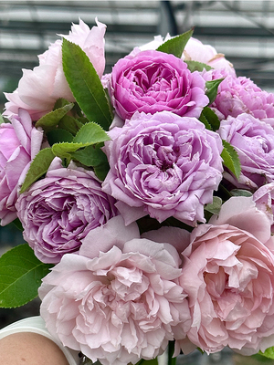 月季品月勤花灌木蓝紫色盆栽