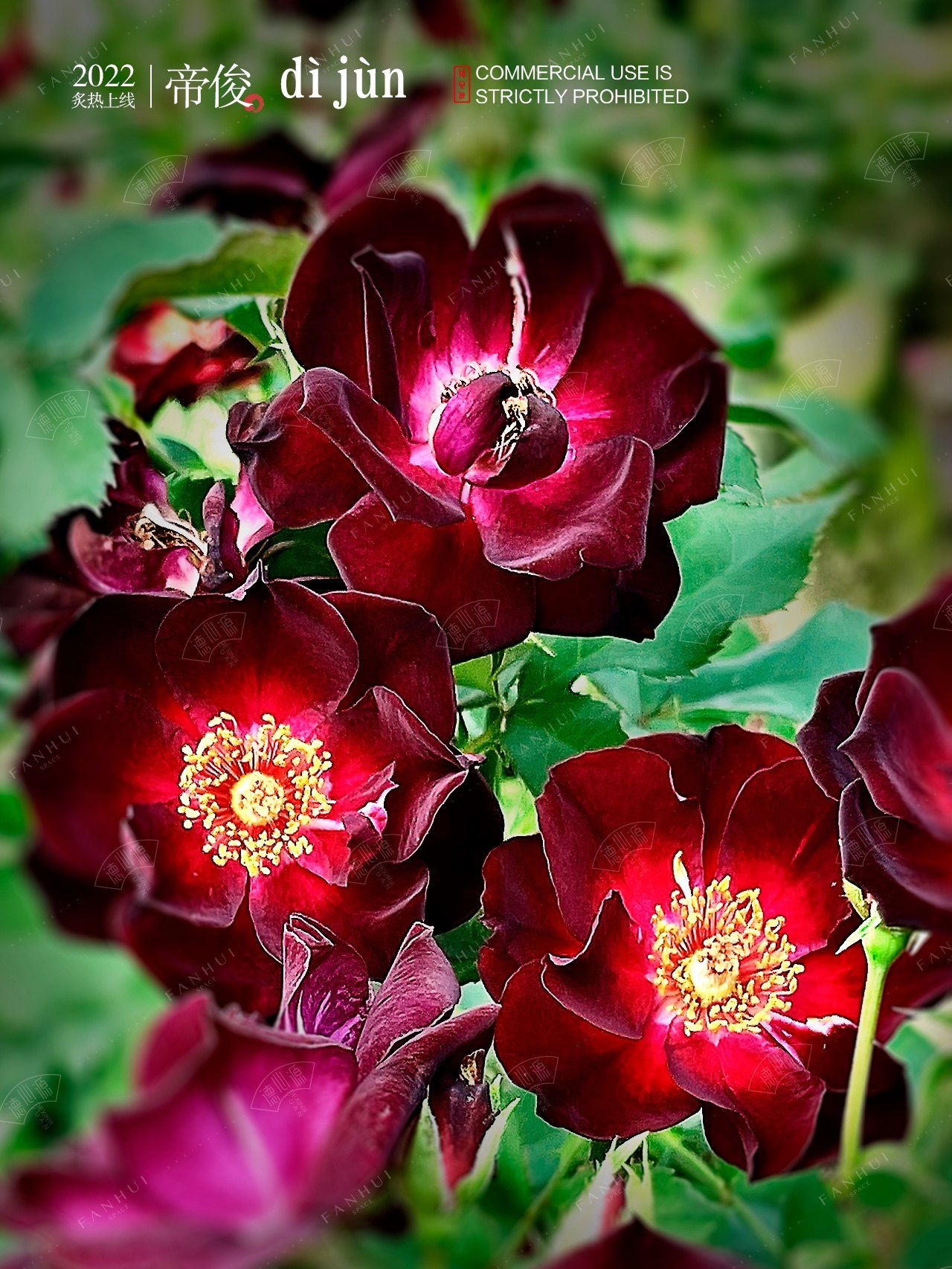 帝俊月季 德心源自育黑红色微型月季多头抗病勤花多花盆栽花苗