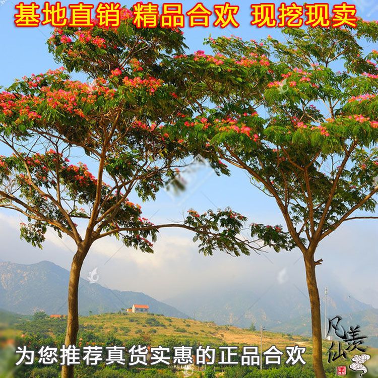 合欢树苗庭院花卉植物芙蓉树南北方遮阴树木别墅景秀姜山合欢树苗