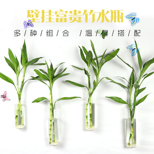 富贵竹花瓶玻璃透明插花水养现代简约客厅家用鲜花花瓶 墙上壁挂式