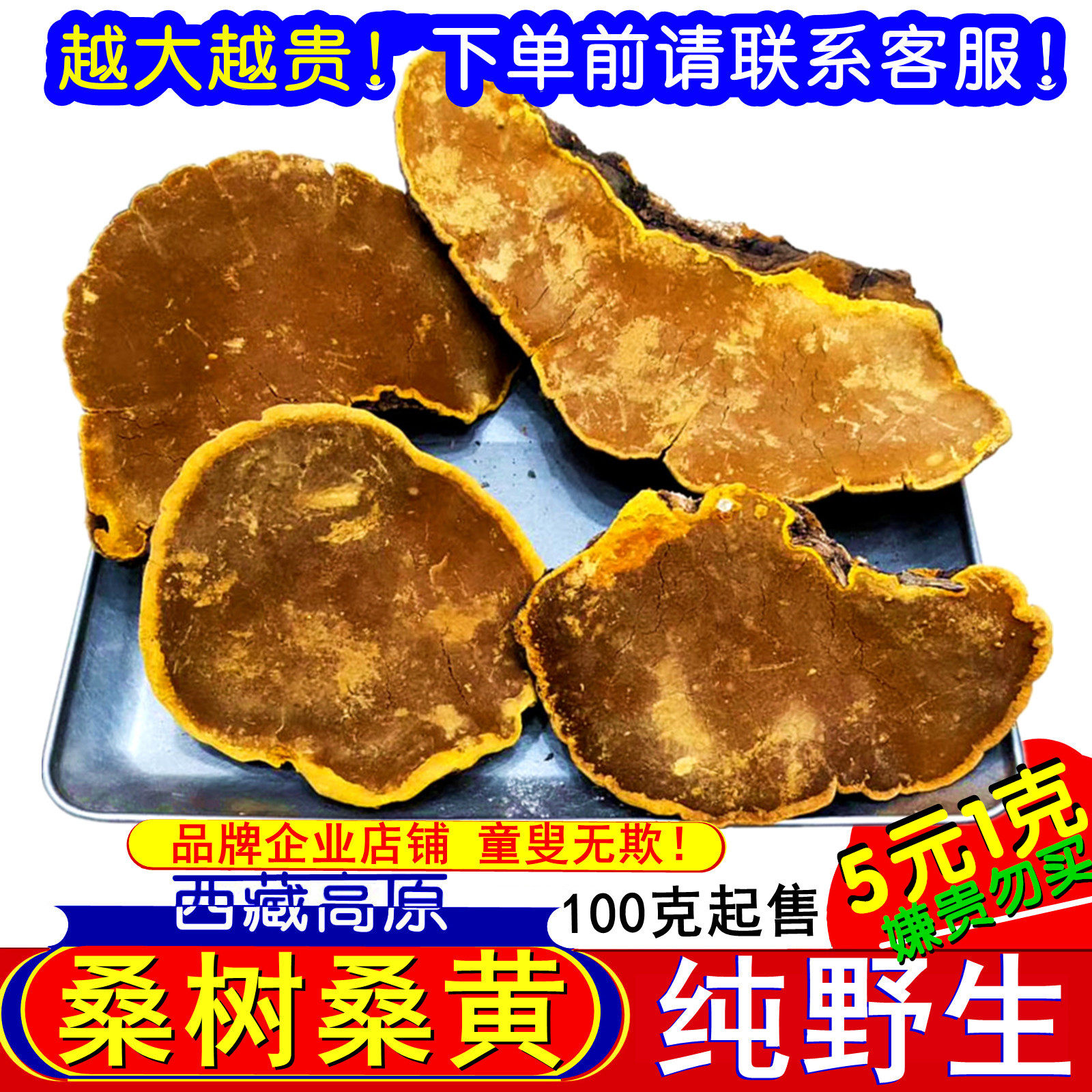 吐蕃御方桑树桑黄100g西藏野灵芝生正品养生泡茶煮水不切片不磨粉