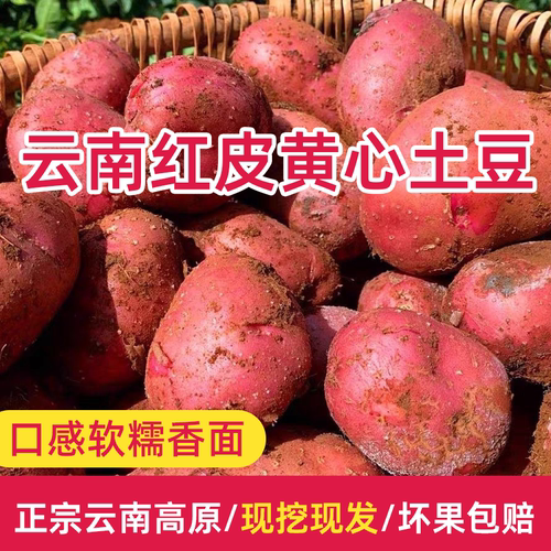 红皮黄心土豆口感粉面沙糯软香