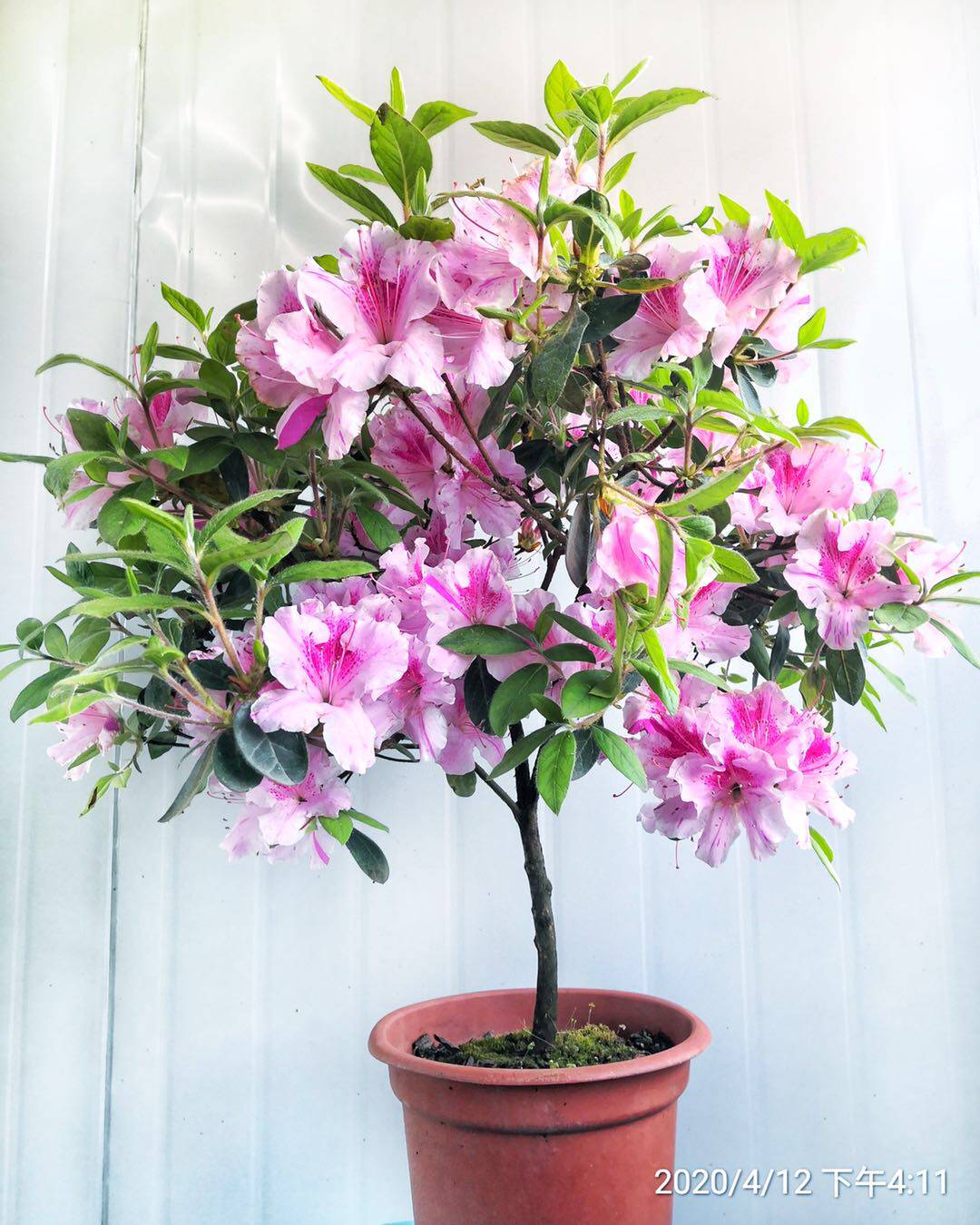 多季开花杜鹃阳台庭院常绿耐寒四季开花灌木花卉雪纺