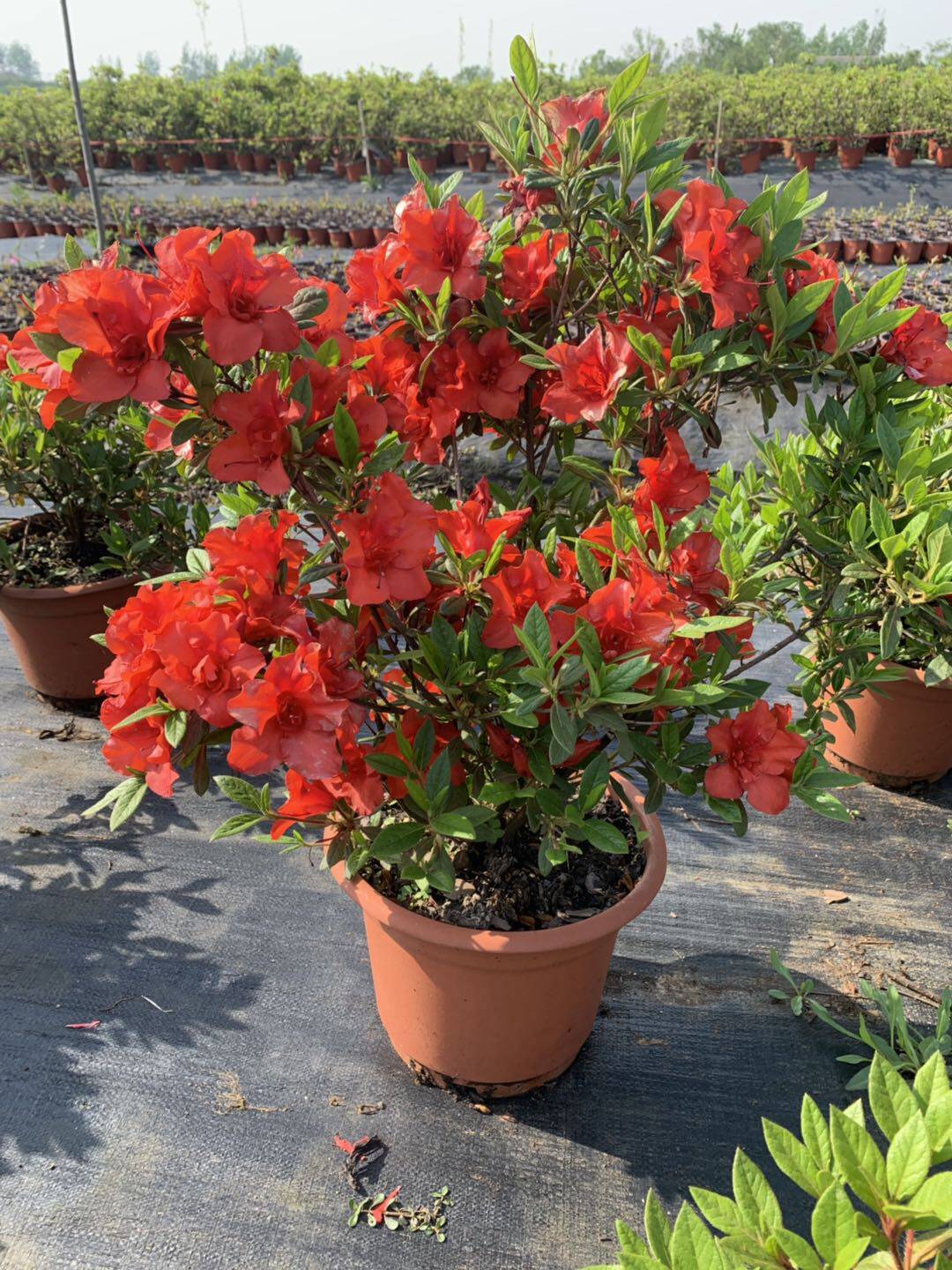 多季开花杜鹃阳台庭院常绿耐寒四季开花灌木花卉余烬