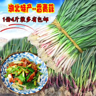 湖北应城新鲜蔬菜红皮香青蒜蒜苗蒜薹炒腊肉配菜紫大蒜香菜包邮