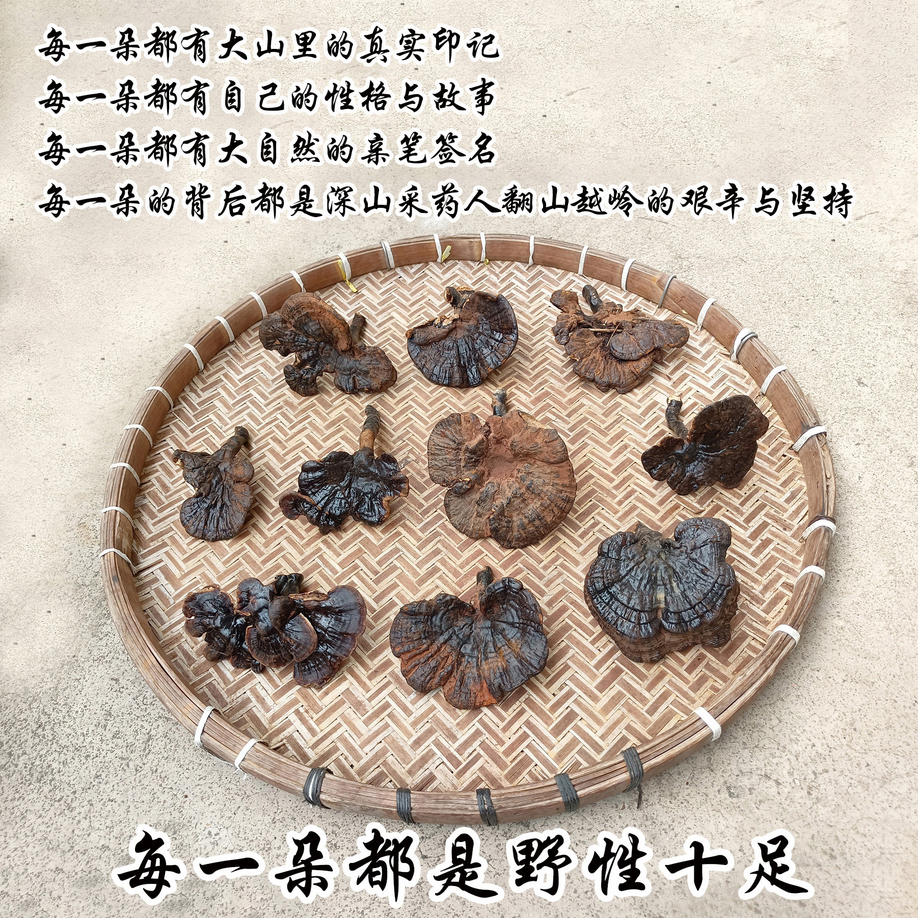 正宗深山野生灵芝紫灵芝黑灵芝广西灵芝断柄灵芝中药材深山采药人