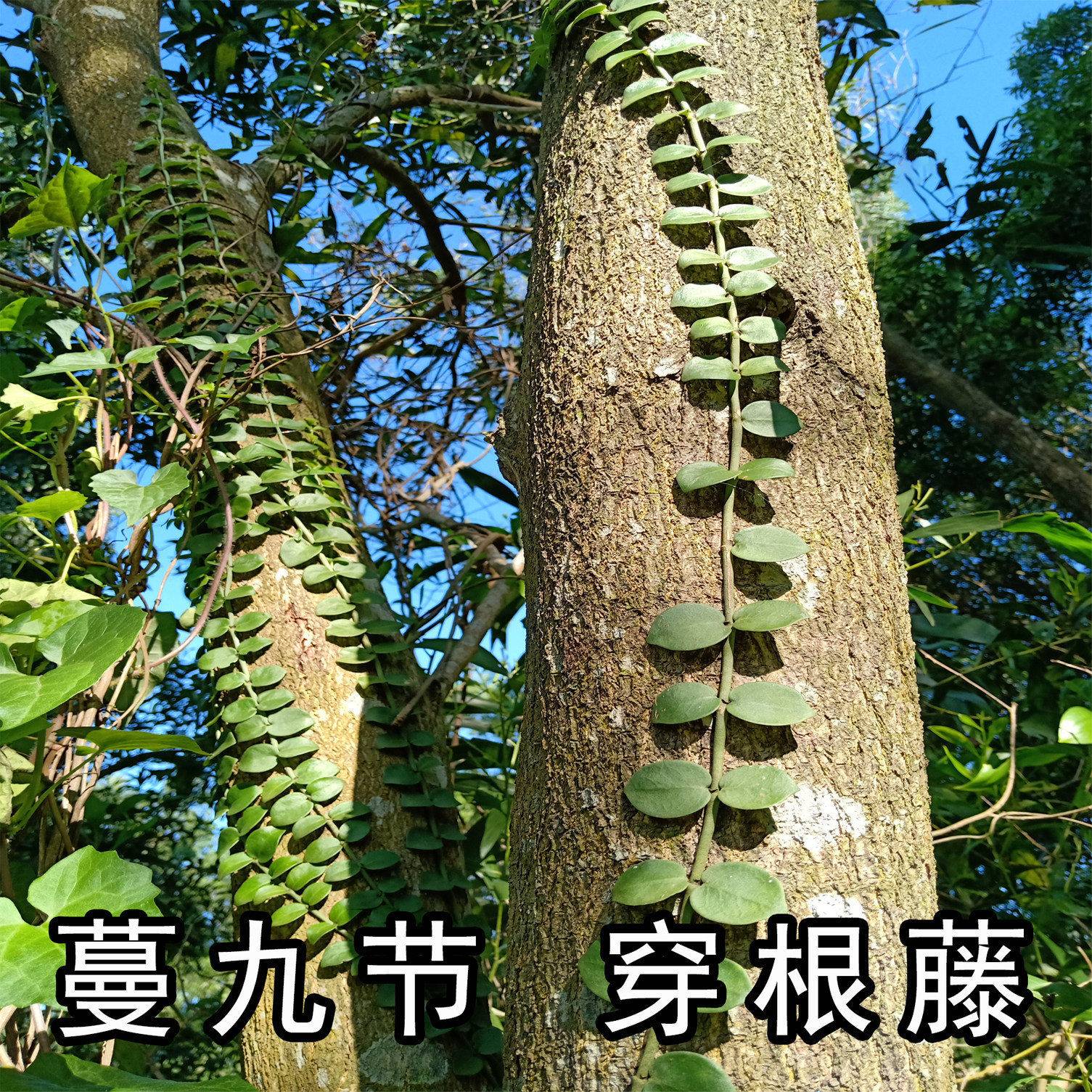 蔓九节 穿根藤伸筋藤白花风不动匍匐九节崧根藤上树龙中药材500克