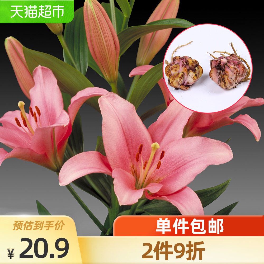 简单百合花价格 简单百合花图片 星期三 简单百合花价格 简单百合花图片 星期三