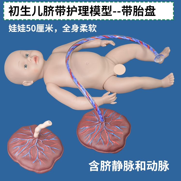 妇产科孕妇学校脐带胎盘模型