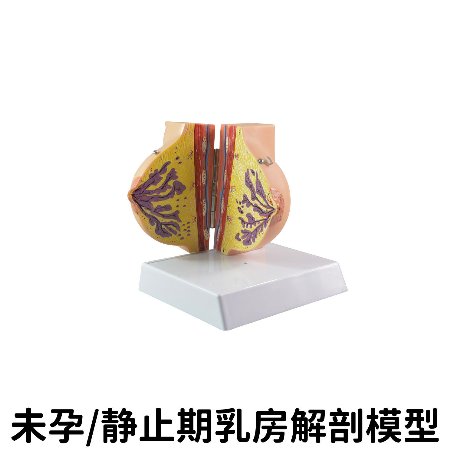 孕妇学校母乳喂养指导教具 未孕少女乳房解剖模型 静止期乳房形态
