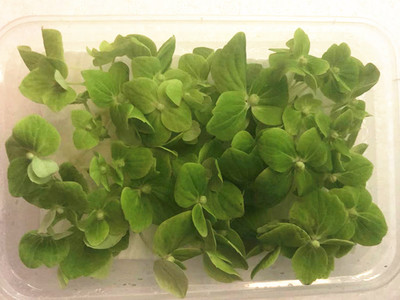 新鲜摆盘装饰 鲜绿绣球 花草装饰  一盒15  京津冀满68包邮顺丰