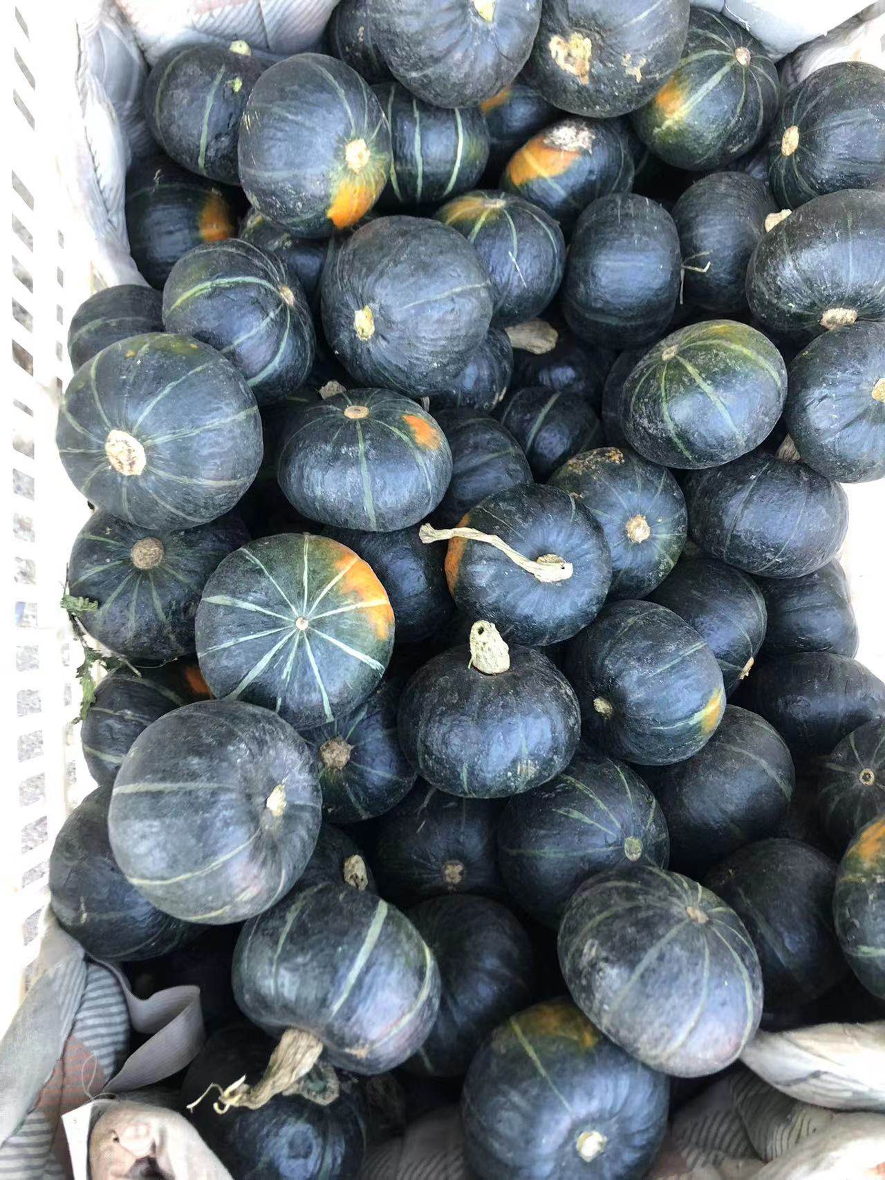 绿贝贝瓜  甜糯  京津冀满68包邮顺丰  北京朝发夕至