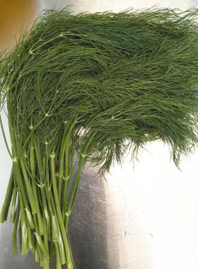 新鲜莳萝  新鲜刁草  新鲜茴香苗  100g 京津冀68包邮顺丰