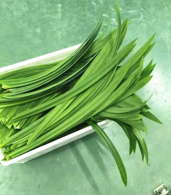 新鲜班兰叶 新鲜香兰叶  香兰叶包鸡250g 京津冀满68包邮顺丰