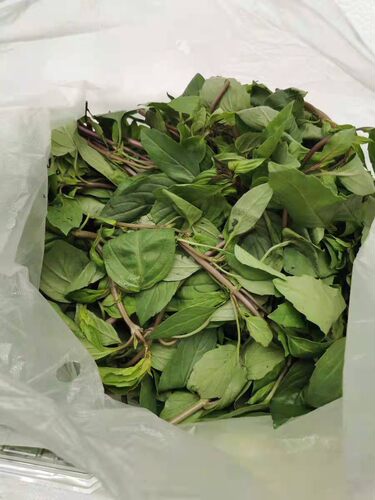 新鲜金不换   九层塔 紫色杆100g  京津冀满68包邮 - 封面
