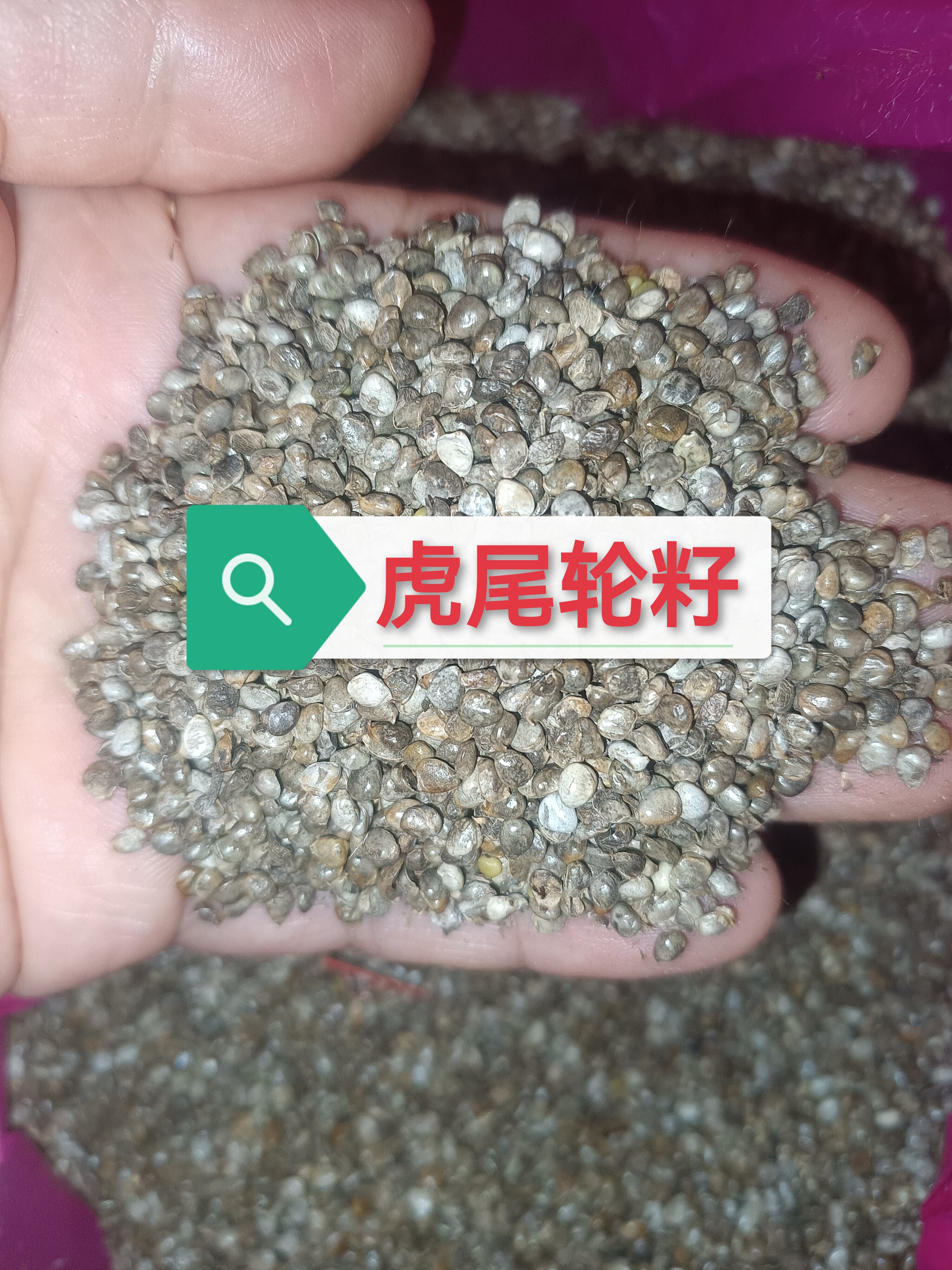 虎尾轮籽 石参根籽 虎尾轮子 猫尾草籽 狐狸尾籽 老虎尾籽 鸟粮