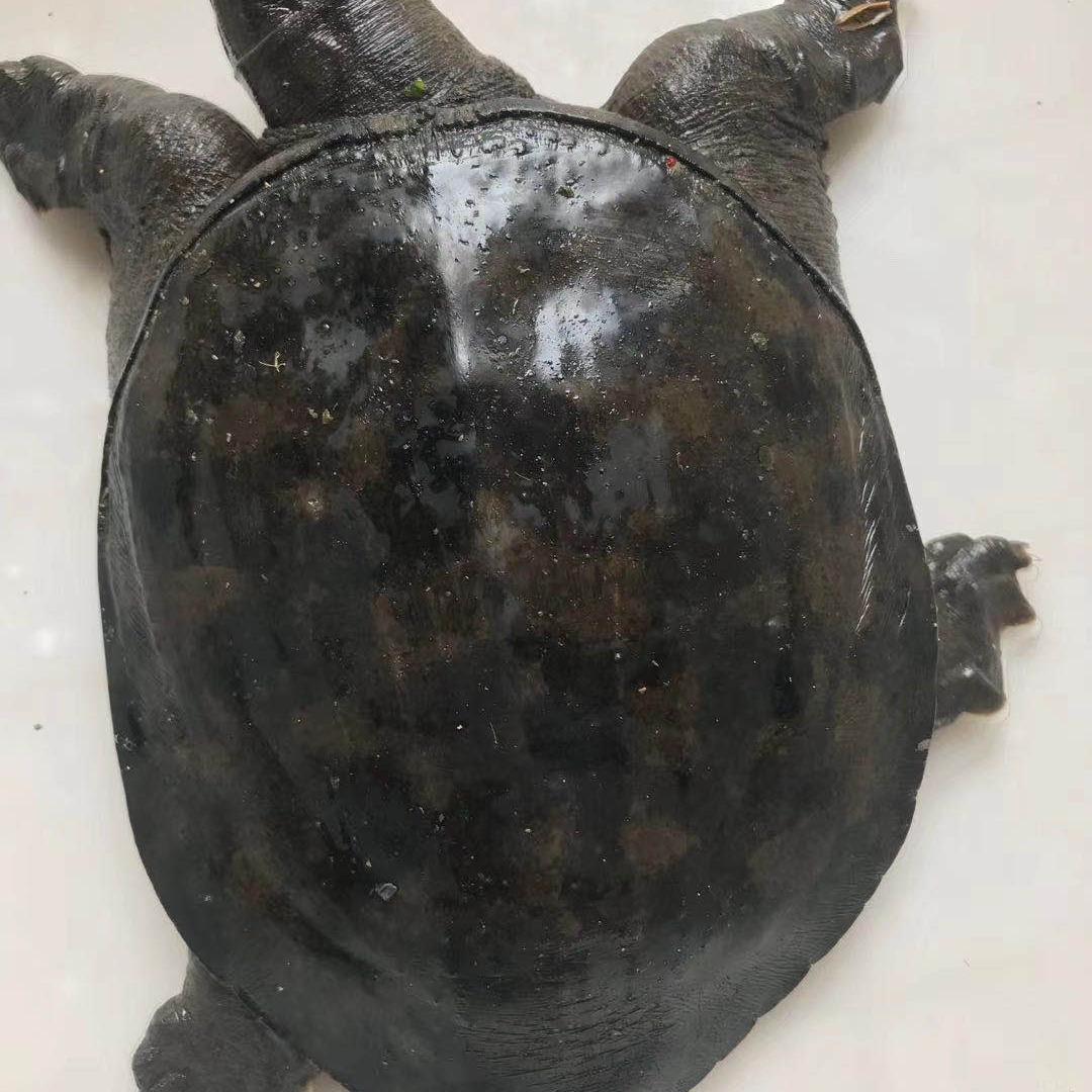農(nóng)村土鱉 蘇北甲魚大縱湖天然清水湖鮮鮮活野外活物1斤裝食用王八