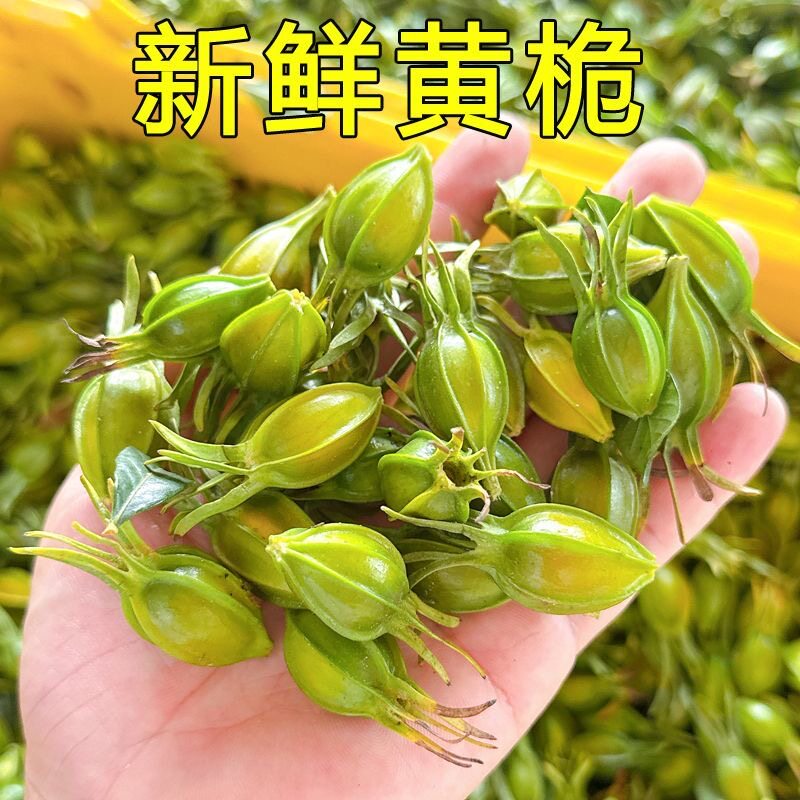 新鲜黄桅子山桅子非水桅子果茶