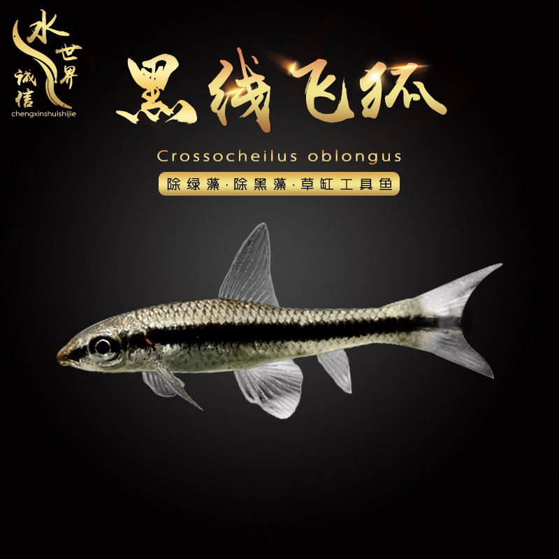 黑线飞狐一线飞狐观赏热热带鱼活体草缸除苔除绿藻黑藻小精灵鱼