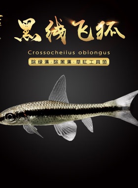 黑线飞狐一线飞狐观赏热热带鱼活体草缸除苔除绿藻黑藻小精灵鱼