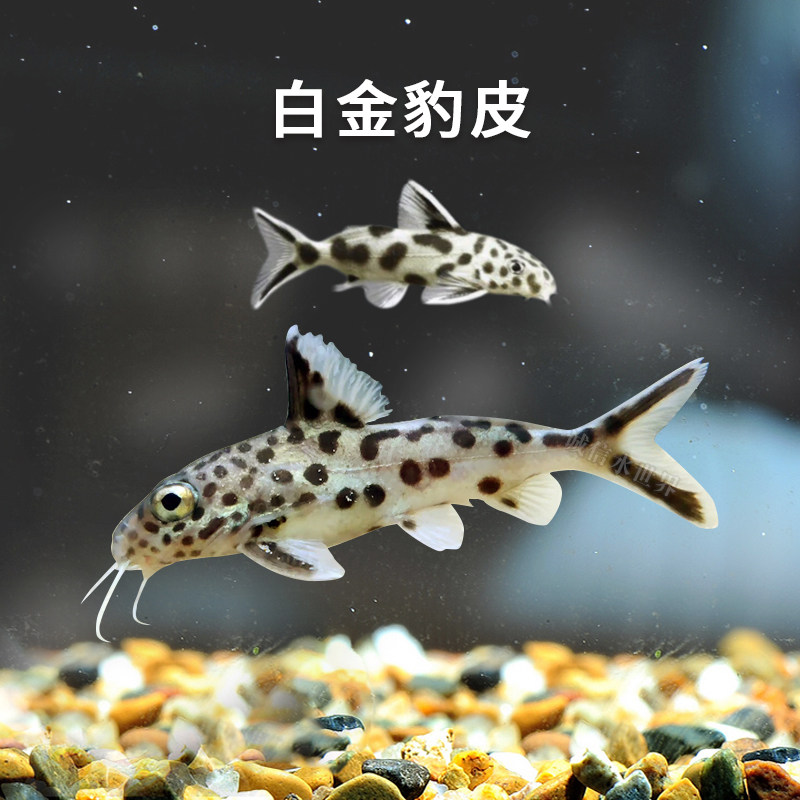 白金豹皮鱼迷你豹猫鱼坦湖热带鱼底栖鱼活体三湖慈鲷混养吃残渣