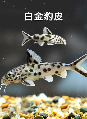 白金豹皮鱼迷你豹猫鱼坦湖热带鱼底栖鱼活体三湖慈鲷混养吃残渣