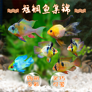 热带观赏鱼活体短鲷桃心金波子蓝波子凤凰阿凡达宝蓝球玻利维亚