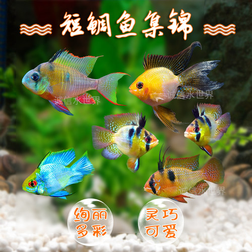 热带观赏鱼活体短鲷金波子