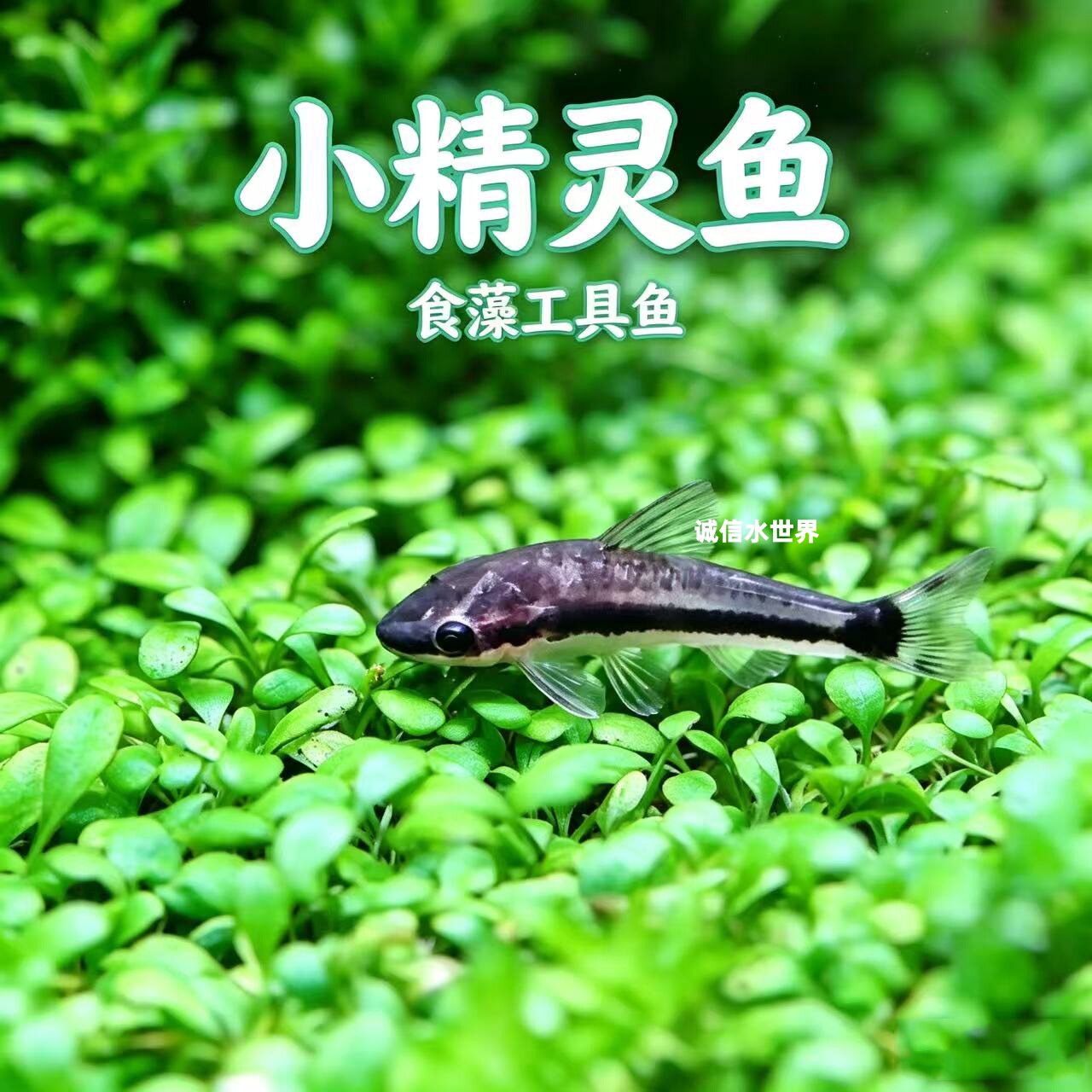 草缸除藻工具鱼小精灵鱼吃藻鱼清道夫胡子大帆黑线飞狐小猴飞狐 - 实物图