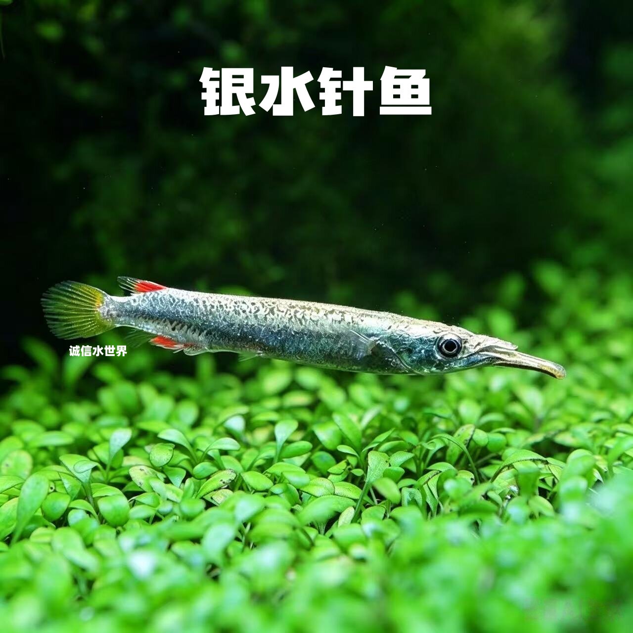 白金水针鱼银水针鱼草缸上层鱼漂浮鱼小型热带观赏鱼胎生鱼可繁殖