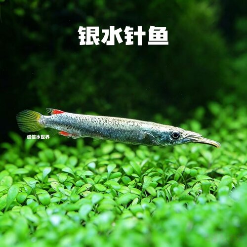 银水针可混养温顺上层鱼