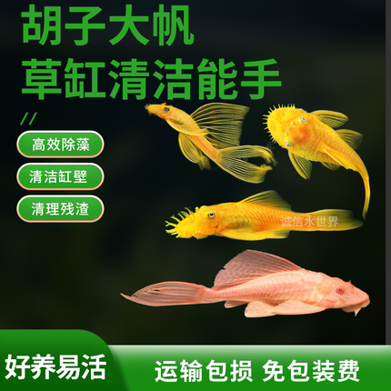 黄金胡子鱼大帆鱼小型清道夫擦缸除藻工具鱼淡水宠物鱼