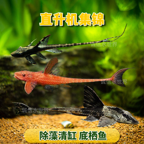 皇冠直升机红蜻蜓异型底栖鱼
