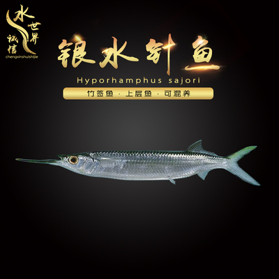 银水针可混养温顺上层鱼